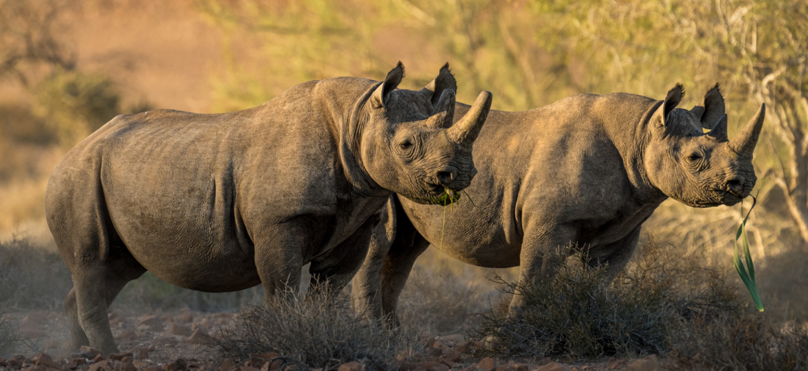 Save the Rhino International